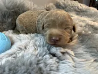 Thor , a male Labrador Retriever for sale in Ashburnham, MA – Photo 3 of 3