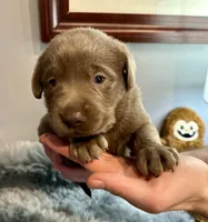 Thor , a male Labrador Retriever for sale in Ashburnham, MA – Photo 2 of 2