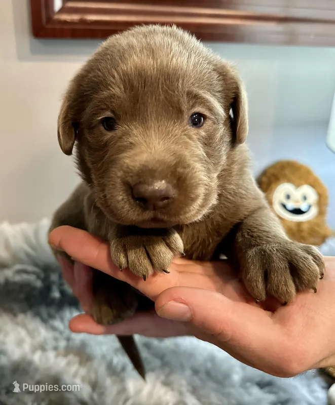 Thor  – Labrador Retriever puppy for sale in Ashburnham, MA