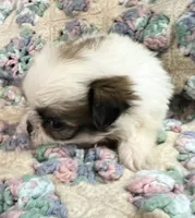 Clair, a female Shih Tzu for sale in Ashburnham, MA – 3 of 5