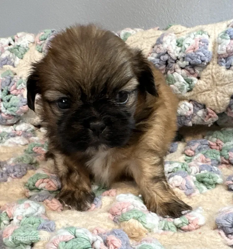 Jamie  – Shih Tzu puppy for sale in Ashburnham, MA