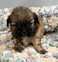 Jamie , a male Shih Tzu for sale in Ashburnham, MA – 2 of 6