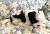 Daisy , a female Shih Tzu for sale in Ashburnham, MA – 4 of 4