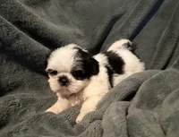Duke, a male Shih Tzu for sale in Ashburnham, MA – 5 of 6