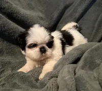 Duke, a male Shih Tzu for sale in Ashburnham, MA – 6 of 6