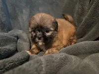 Bree, a female Shih Tzu for sale in Ashburnham, MA – 2 of 6