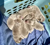 Sold-Dove, a female Labrador Retriever for sale in Ashburnham, MA – Photo 3 of 3