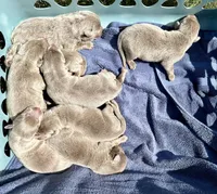 Sold-Dove, a female Labrador Retriever for sale in Ashburnham, MA – Photo 1 of 3