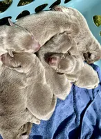 Sold-Dove, a female Labrador Retriever for sale in Ashburnham, MA – Photo 2 of 3