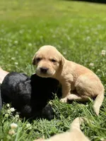 Sold-Annie, a female Labrador Retriever for sale in Ashburnham, MA – Photo 2 of 4