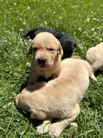 Sold-Annie, a female Labrador Retriever for sale in Ashburnham, MA – Photo 3 of 4