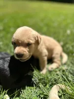 Sold-Annie, a female Labrador Retriever for sale in Ashburnham, MA – Photo 4 of 4