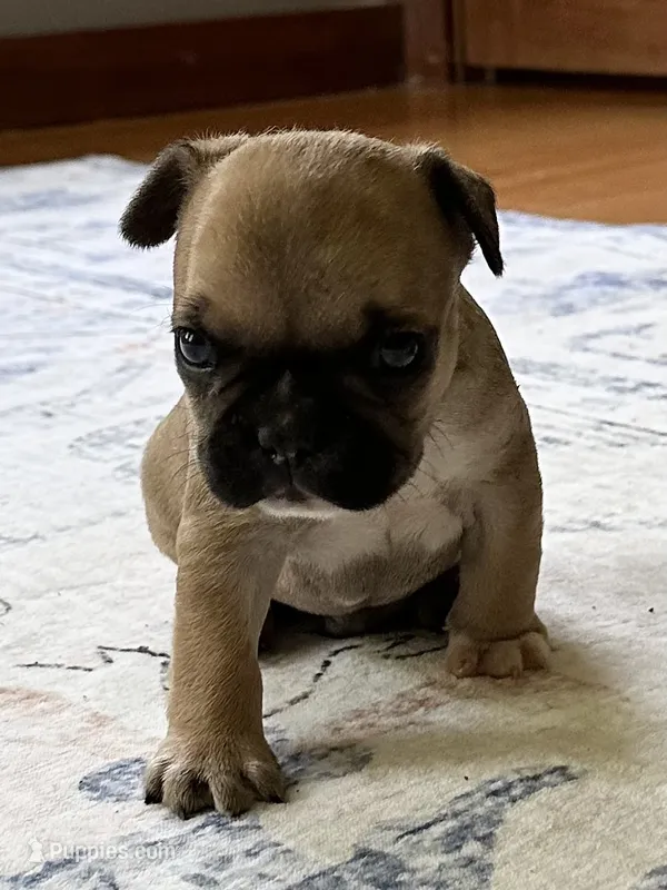 AKC Oakley – French Bulldog puppy for sale in Ashburnham, MA