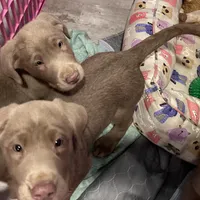 Jennie , a female Labrador Retriever for sale in Ashburnham, MA – Photo 1 of 2