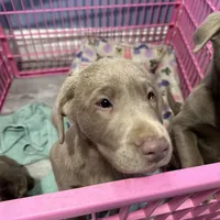 Jennie , a female Labrador Retriever for sale in Ashburnham, MA – Photo 2 of 2