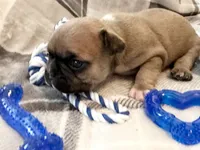 Oakley, a male French Bulldog for sale in Ashburnham, MA – 1 of 9