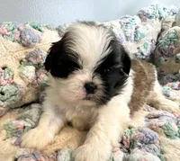 Nemo, a male Shih Tzu for sale in Ashburnham, MA – 2 of 4