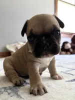 AKC Oakley, a male French Bulldog for sale in Ashburnham, MA – 3 of 9