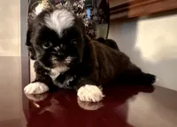 Ms. Tabitha, a female Shih Tzu for sale in Ashburnham, MA – 2 of 6