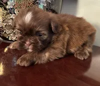 Mr Velveteen , a male Shih Tzu for sale in Ashburnham, MA – 5 of 5