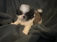 Hero, a male Shih Tzu for sale in Ashburnham, MA – 4 of 6