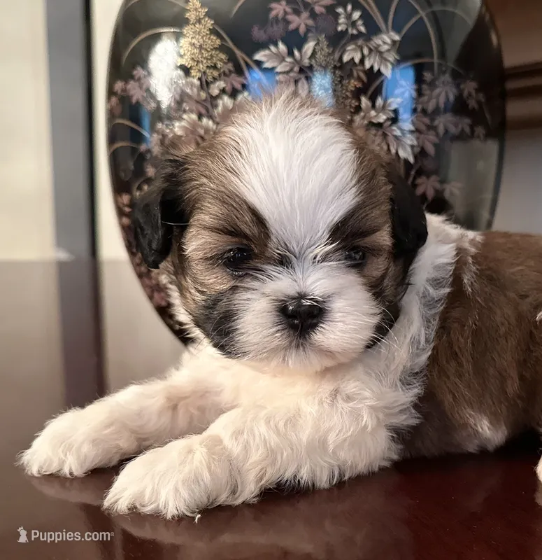 Mr Huggable  – Shih Tzu puppy for sale in Ashburnham, MA