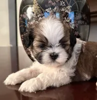 Mr Huggable , a male Shih Tzu for sale in Ashburnham, MA – 7 of 7