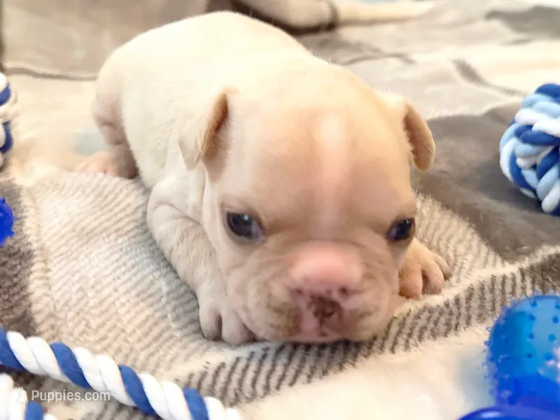 Truffle – French Bulldog puppy for sale in Ashburnham, MA
