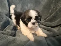 Bobo, a male Shih Tzu for sale in Ashburnham, MA – 4 of 4