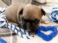 Oakley, a male French Bulldog for sale in Ashburnham, MA – 6 of 9