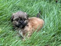 Jamie , a male Shih Tzu for sale in Ashburnham, MA – 6 of 6