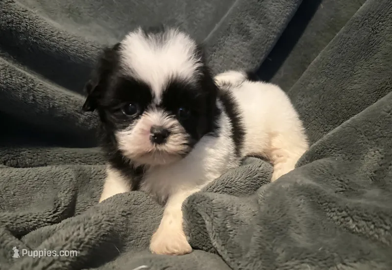 Benny – Shih Tzu puppy for sale in Ashburnham, MA