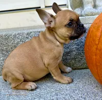 AKC Oakley, a male French Bulldog for sale in Ashburnham, MA – 4 of 6