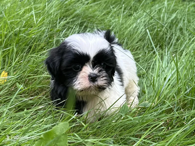 Lucy – Shih Tzu puppy for sale in Ashburnham, MA