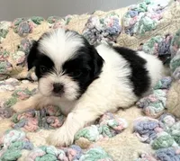 Henry , a male Shih Tzu for sale in Ashburnham, MA – 3 of 3