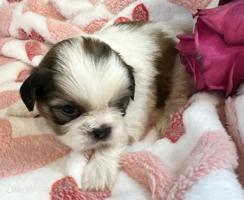 Kayla – Shih Tzu puppy for sale in Ashburnham, MA
