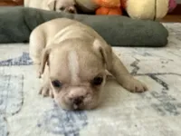 AKC Truffle, a female French Bulldog for sale in Ashburnham, MA – 5 of 9