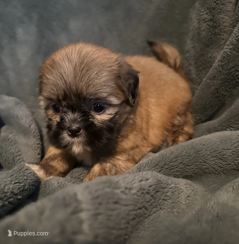 Bree – Shih Tzu puppy for sale in Ashburnham, MA