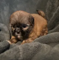 Bree, a female Shih Tzu for sale in Ashburnham, MA – 1 of 6
