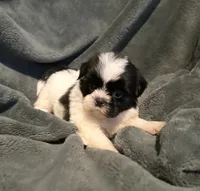 Lake, a female Shih Tzu for sale in Ashburnham, MA – 5 of 5