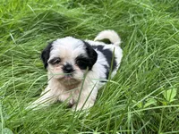 Duke, a male Shih Tzu for sale in Ashburnham, MA – 4 of 4