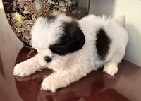 Ms. Sassafras, a female Shih Tzu for sale in Ashburnham, MA – 2 of 4