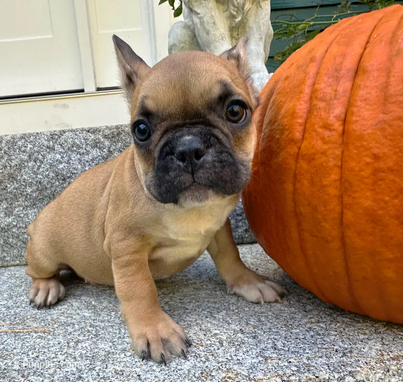 AKC Oakley – French Bulldog puppy for sale in Ashburnham, MA