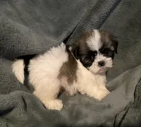Kevin, a male Shih Tzu for sale in Ashburnham, MA – 3 of 7