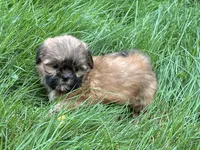 Dozer, a male Shih Tzu for sale in Ashburnham, MA – 4 of 5