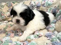 Henry , a male Shih Tzu for sale in Ashburnham, MA – 1 of 3