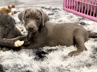Star, a female Labrador Retriever for sale in Ashburnham, MA – 1 of 2