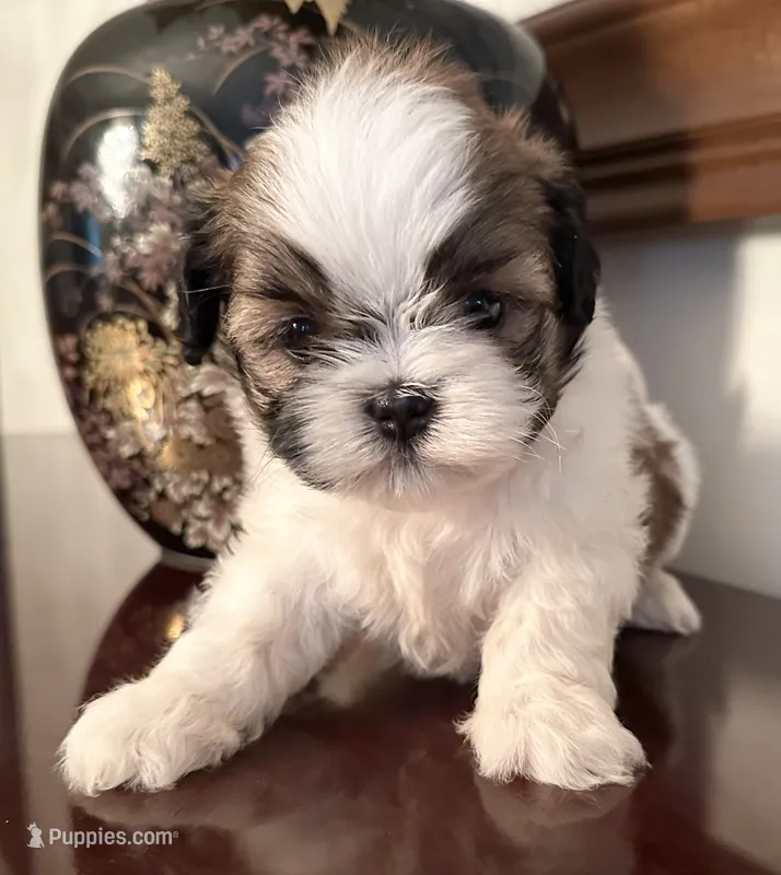 Mr Huggable  – Shih Tzu puppy for sale in Ashburnham, MA