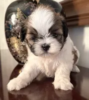 Mr Huggable , a male Shih Tzu for sale in Ashburnham, MA – 1 of 7