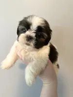 Bobo, a male Shih Tzu for sale in Ashburnham, MA – 1 of 4